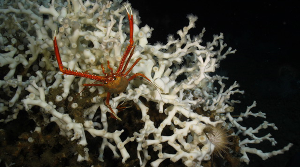 How Temperature Affects Deep Sea Coral Recovery From Exposure To Pollutants