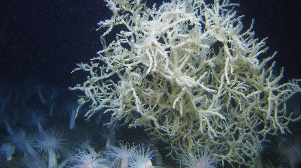 Stress response of Gulf of Mexico black coral to oil and dispersant.