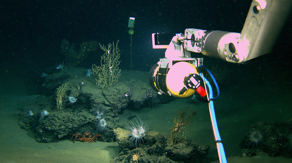 Projecting the recovery of deep sea corals after the Deepwater Horizon spill